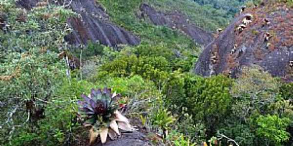 Lumiar-RJ-Bromlias na Pedra Riscada-Foto:Osmar de Castro