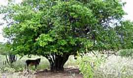 Itamotinga - Itamotinga-BA-Juazeiro na Pedra da Tiana-Foto:evanildo10