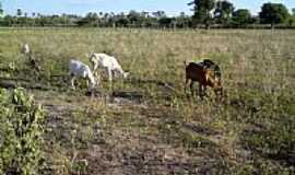 Apodi - Cabras em Apodi-RN-Foto:Marcos-DF