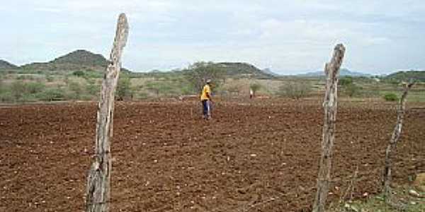 Ipiranga-RN-Sertanejo preparando a terra-Foto:Ewerton