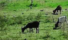 Jos da Penha - Jos da Penha-RN-Cabras pastando-Foto:Ded de Z Luca