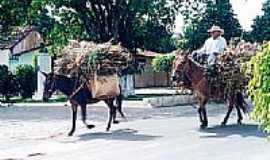 Martins - Transporte animal em Martins-Foto:Agac Di Oliveira