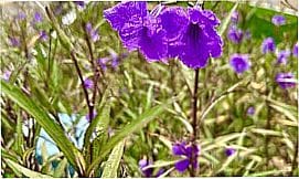 S�o Paulo do Potengi - Imagens da cidade de S�o Paulo do Potengi - RN