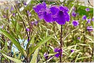 Imagens da cidade de S�o Paulo do Potengi - RN