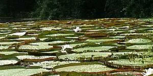 Parque Estadual de Corumbiara - RO