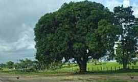 Ji-Paran - Mangueira plantada nos anos 60 em J-Paran-RO-Foto:Ademir de Matos