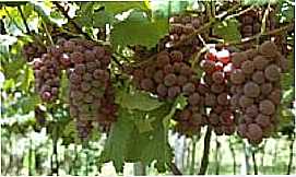 Baro do Triunfo - colheita de Uvas