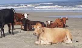 Bojuru - Nunca tinha visto vacas tomando banho de sol!!!!, Por maria leon