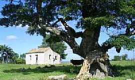 Caapava do Sul - Tapera e Velha rvore-Foto:Darlan Corral 