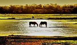 Cachoeirinha - Os cavalos no arrozal em Cachoeirinha-RS-Foto:Andr da Silva Aguia