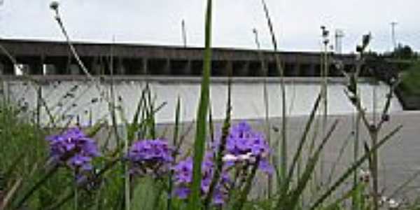 Flores no gramado do Vertedouro da Barragem em Camaqu-Foto:Henrique de BORBA