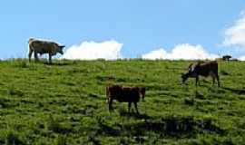 Cambar do Sul - Pastagem-Foto:Andr Bonacin 