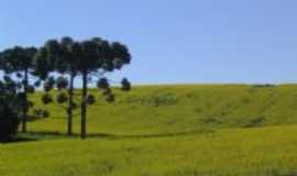 Capo Bonito do Sul - lavoura de canola, Por Luiz Fernando Branco