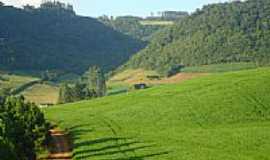 Casca - Lavoura de soja-Foto:Dorvalino Didon 