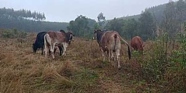 Imagens do distrito de Costa da Cadeia, municpio de Triunfo/RS