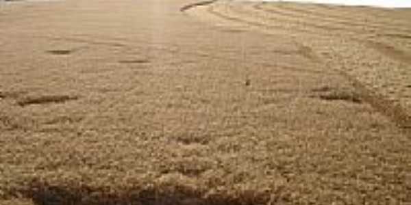 Lavoura de trigo em Coxilha por jjcana