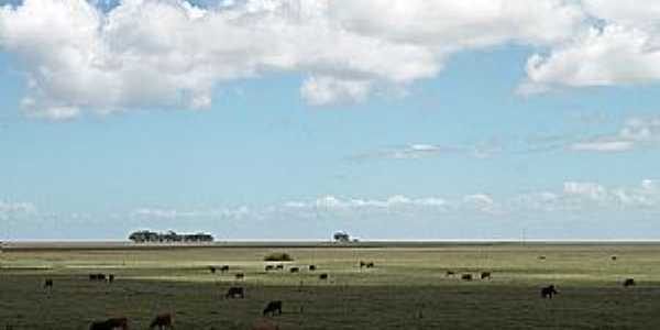 Curral Alto-RS-Campos de pastagem da regio-Foto:Igor Sperotto