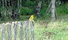 Fazenda Souza - Canrio-Foto:Jakza 