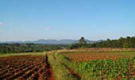 Fazenda Vilanova - Lavoura-Foto:Cludia F. Bildhauer