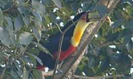 Gaurama - Tucano no Centro de Gaurama-RS