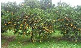 Gramado dos Loureiros - Plantao de laranja em Gramado dos Loureiros-Foto:P.M.