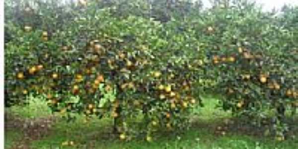 Plantao de laranja em Gramado dos Loureiros-Foto:P.M.