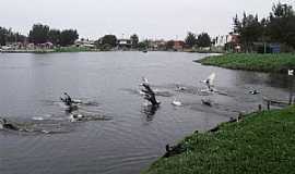 Imb - Imb-RS-Aves no lago"Brao Morto"-Foto:Susy Dienstbach