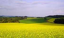 Lagoa Vermelha - Campo de Canola-Foto:guido lenz