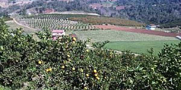 Produo de laranja em Liberato Salzano - Por Ricardo Ribas