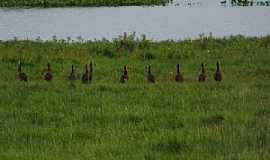 Mangueiras - Mangueiras-RS-Marrecos na beira do lago-Foto:BorinProducoes