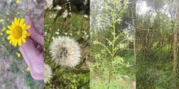 Imagens do Municpio de Monte Bonito/RS