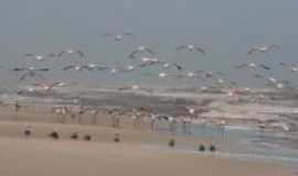 Mostardas - FLAMINGOS NA BEIRA MAR EM MOSTARDAS, Por ANA LOPES