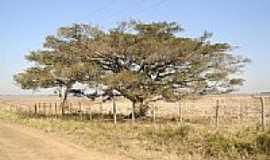 Passo Raso - Figueira na estrada de Passo Raso-Foto:vila progresso