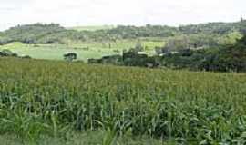 Paulo Bento - Sorgo-Foto:eltonstrada 