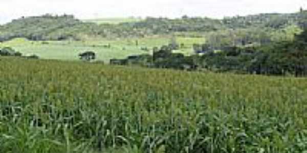 Sorgo-Foto:eltonstrada 