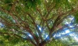 Lustosa - rvore incrvel na Praa Matriz, s essa rvore j vale a pena a visita!, Por Carla Virgnia