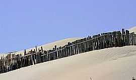 Pinhal - Cerca nas dunas