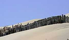 Pinhal - Cerca nas dunas