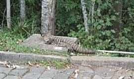 Plo Petroqumico de Triunfo - Lagarto