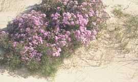 Quinto - Quinto-RS-Flores nas dunas na Praia de Santa Rita-Foto:ruttscheidt