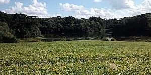 Rio Toldo-RS-Vista do lago e a floresta-Foto:www.jornalboavista.com.br