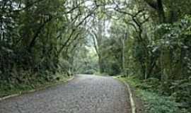 Salvador do Sul - Imagem