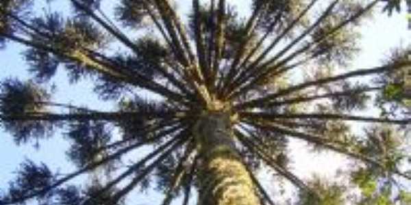 ARAUCARIA CENTENARIA, Por PAULINHO GOMES