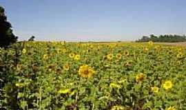 So Valrio do Sul - Plantao de Girassois