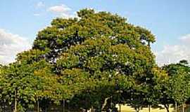 Sapiranga - rvore na Av. Vasco da Gama
