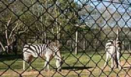 Sapucaia do Sul - Zebra no Parque Zoolgico-Foto:Henrique de BORBA