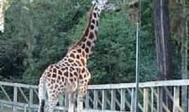 Sapucaia do Sul - Girafa no Parque Zoolgico-Foto: Henrique de BORBA 