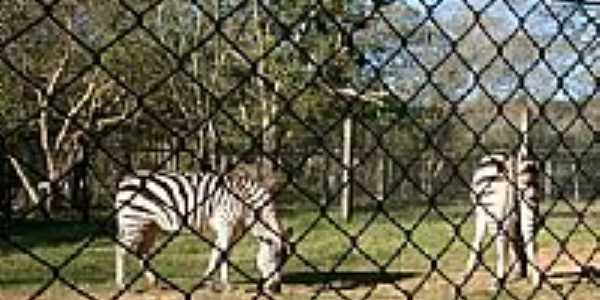 Zebra no Parque Zoolgico-Foto:Henrique de BORBA