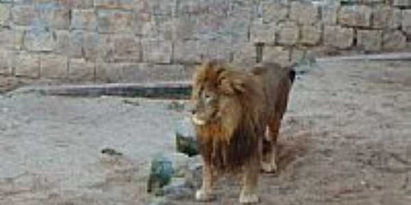 Leo no Parque Zoolgico-Foto:Henrique de BORBA