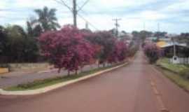 Selbach - Arborizao Florstica na Avenida Jacu, Por Sady Afonso Junges